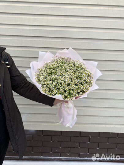 Букет из 51 кустовой ромашки