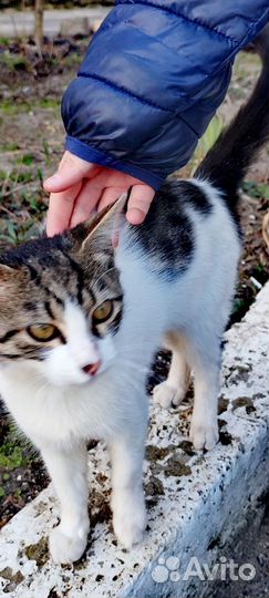 Европейская кошка