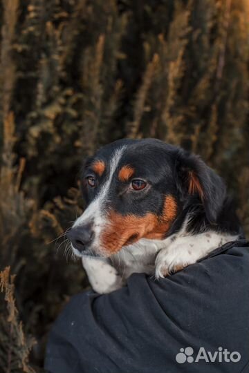 Ищет дом Мелкая Собачка Дина