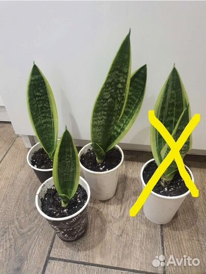 Сансевиерия Муншайн Лауренти Микс