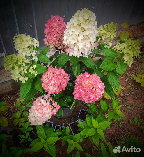 Гортензия бонфаер и металлика