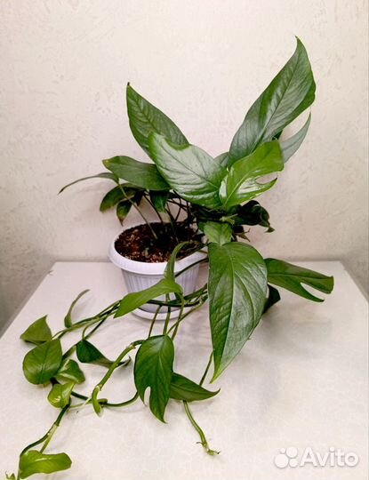 Декоративно-лиственные комнатные растения