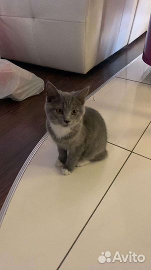 Отдам кота в добрые руки