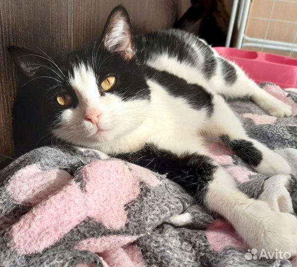 Кошка Муся ищет дом