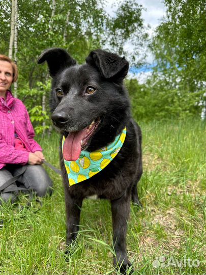 Небольшой плюшевый пес Миша в дар
