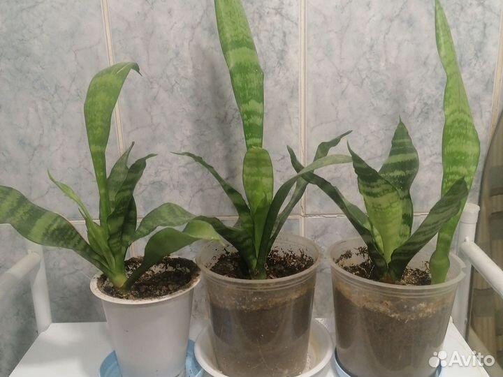 Сансевиерия