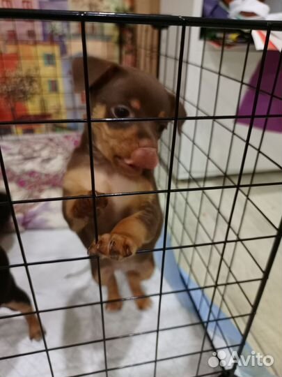 Той-терьер щенки