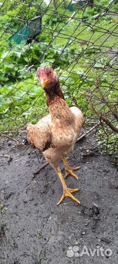 Бойцовая курица