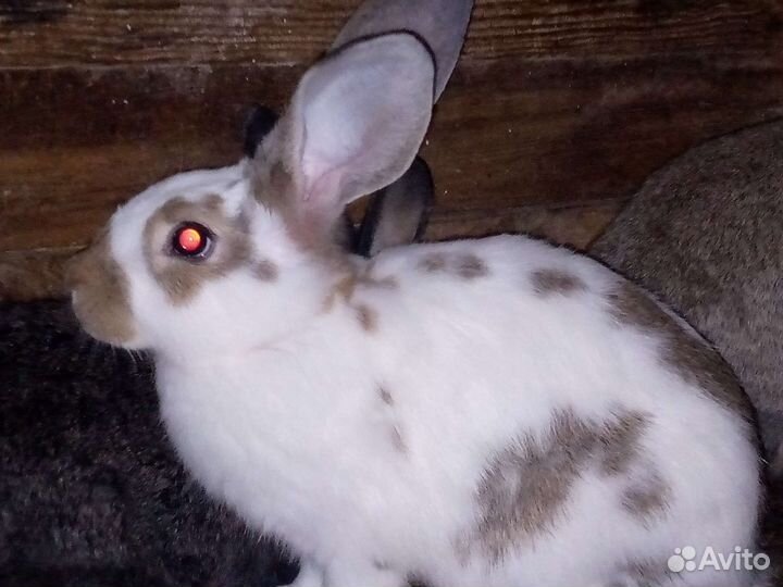 Кролики мясных пород
