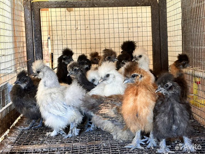 Яйцо инкубационное Китайские Шелковые