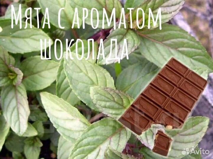 Растения для сада пряные ароматные мяты 20сортов