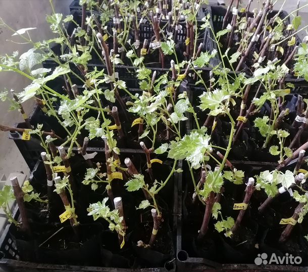 Саженцы и черенки винограда