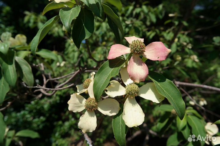 Кизил (Дерен) Головчатый, семена