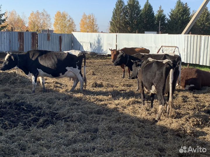 Коровы подсосные