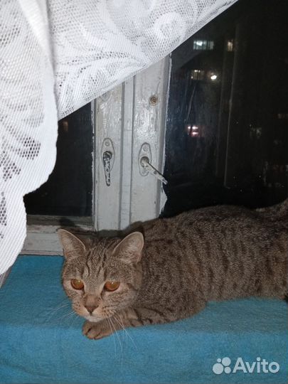 Кошка Мила