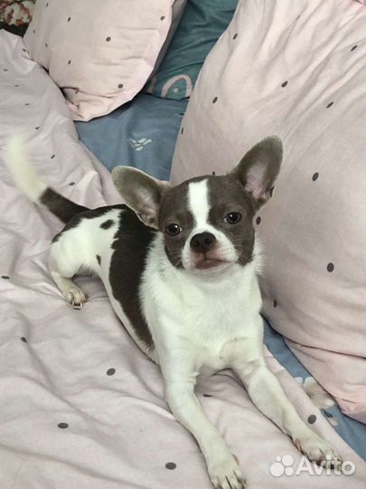 Вязка кобель чихуахуа