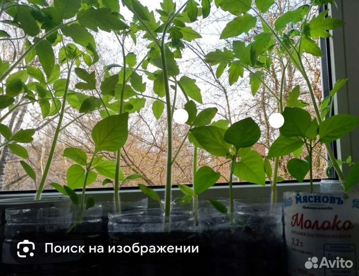 Перец болгарский Сабля и Романцова рассада