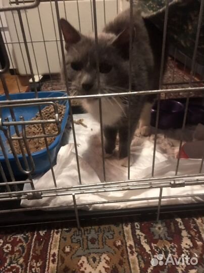 Котик ищет дом