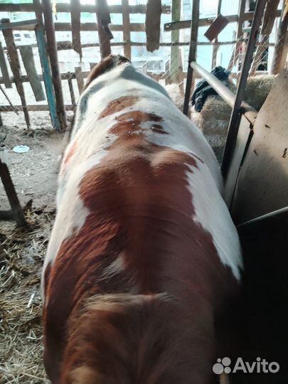 Бык на племя