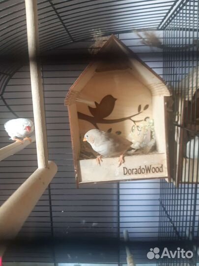 Зебровые амадины, семья (2 птицы)