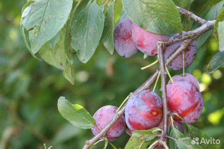 Слива Венгерка,президент