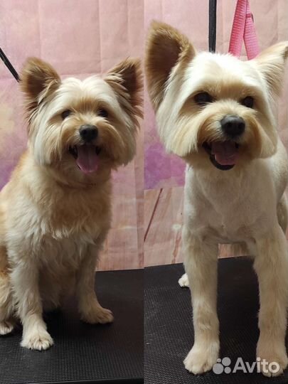 Уход за животными