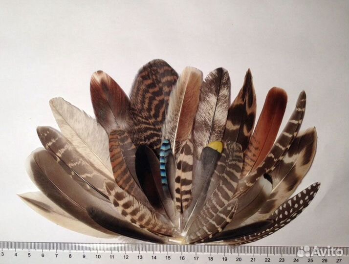 Перья для коллекции