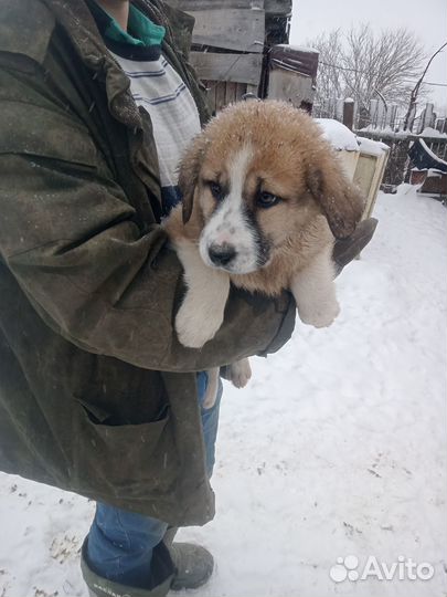 Продажа щенков Алабая