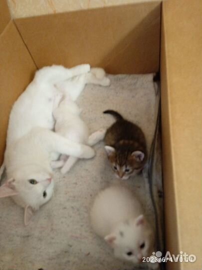 Котята Русская белая можно забирать