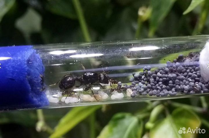 Муравьиная ферма с муравьями матка + 50 муравьев