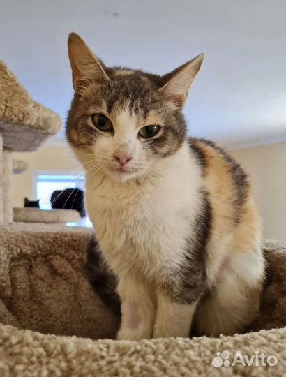 Кошка в дар бесплатно