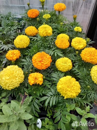 Рассада цветов