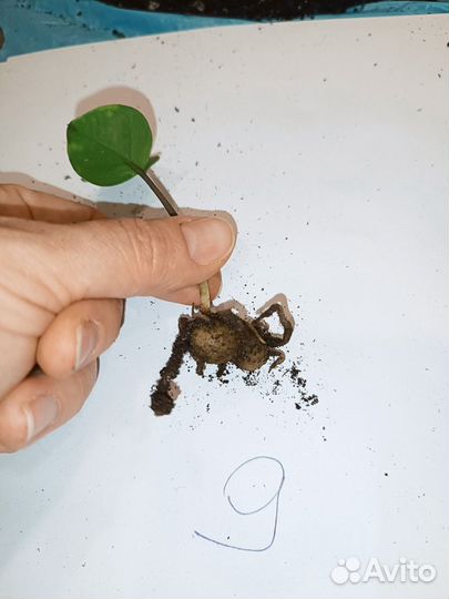 Замиокулькас