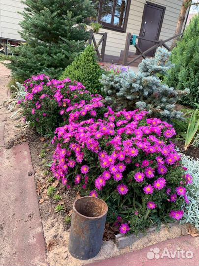 Астра кустарниковая Дженни