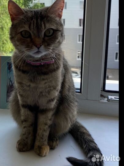 Кошка