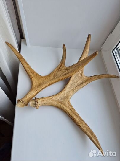 Рога Лося, отличные