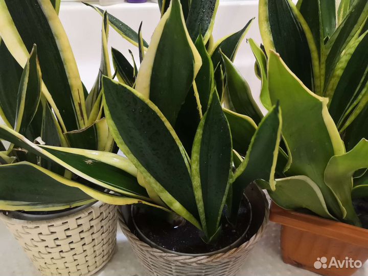 Сансевиерия (Black Gold), Тещин язык