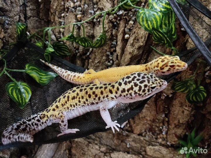 Эублефары пара