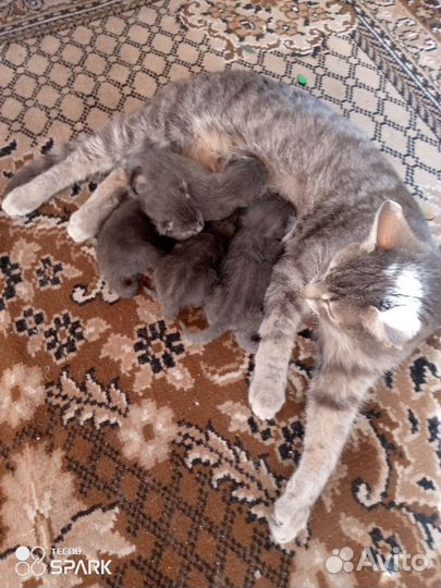 Кошка,котята