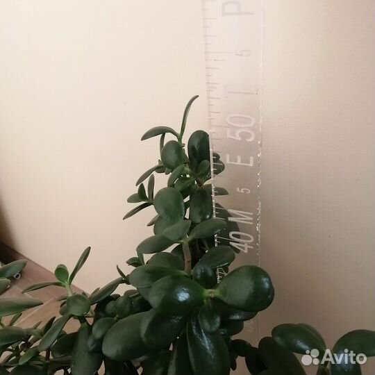 Крассула толстянка