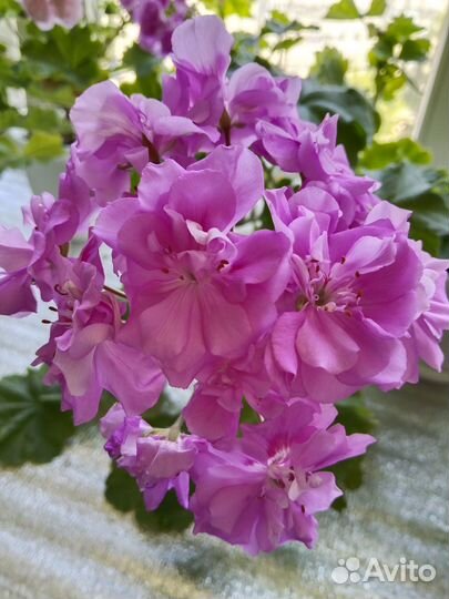 Пеларгония