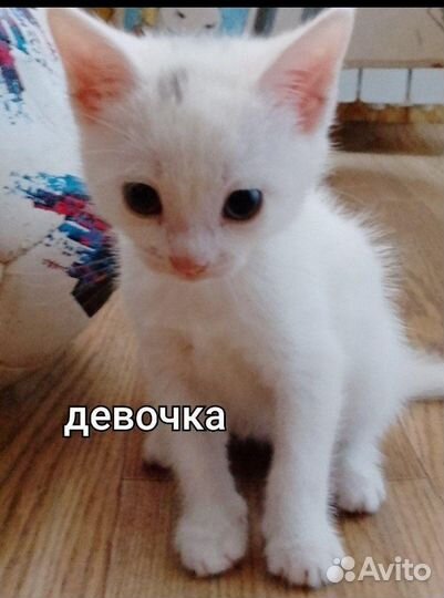 Котята без породы