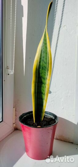 Сансевиерия лауренти