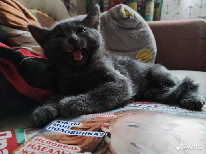Котёнок в добрые руки