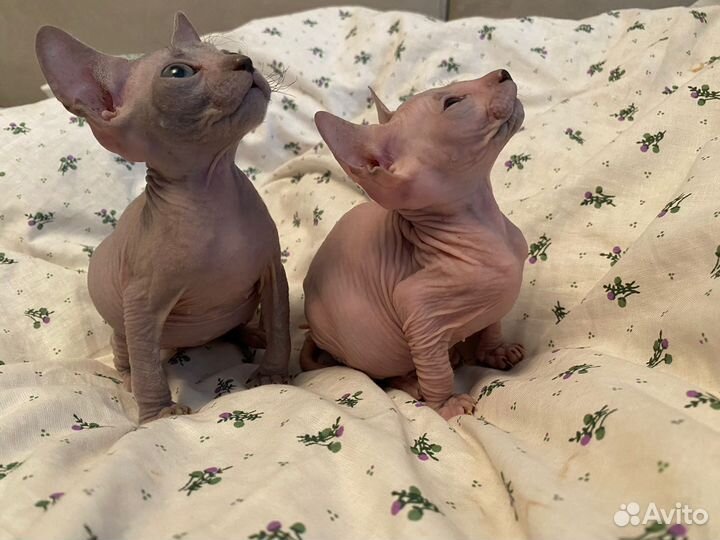 Канадский сфинкс