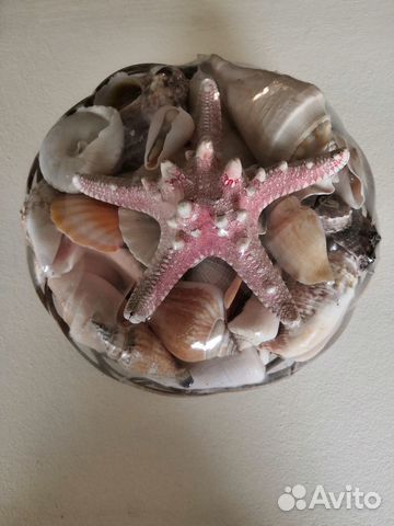 Морские ракушки раковины