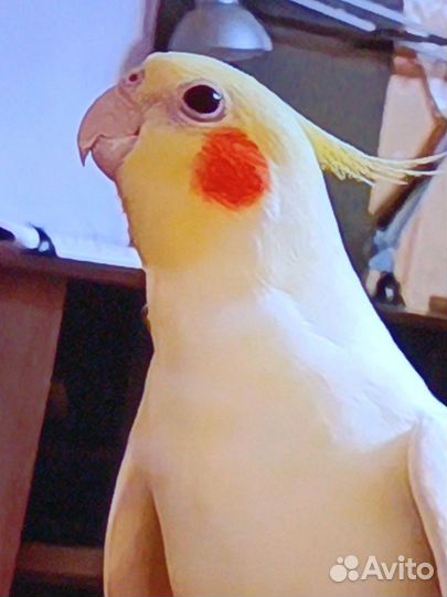 Попугай корелла девочка