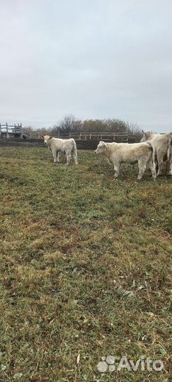 Быки на племя шароле