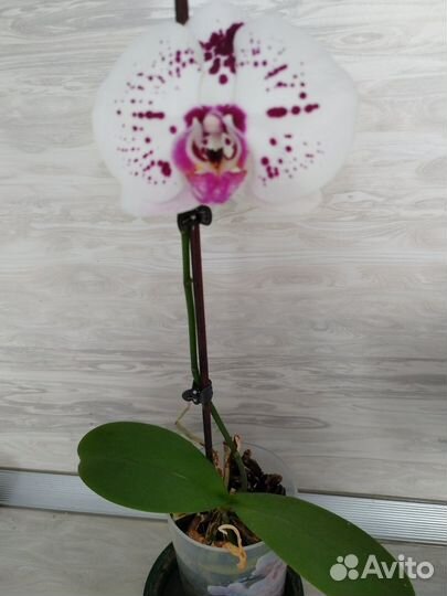 Орхидея фаленопсис