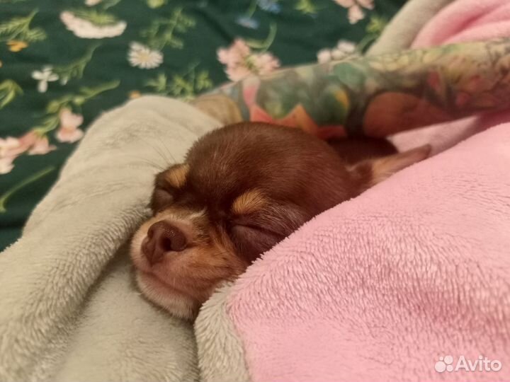 Микро чудо чудесное